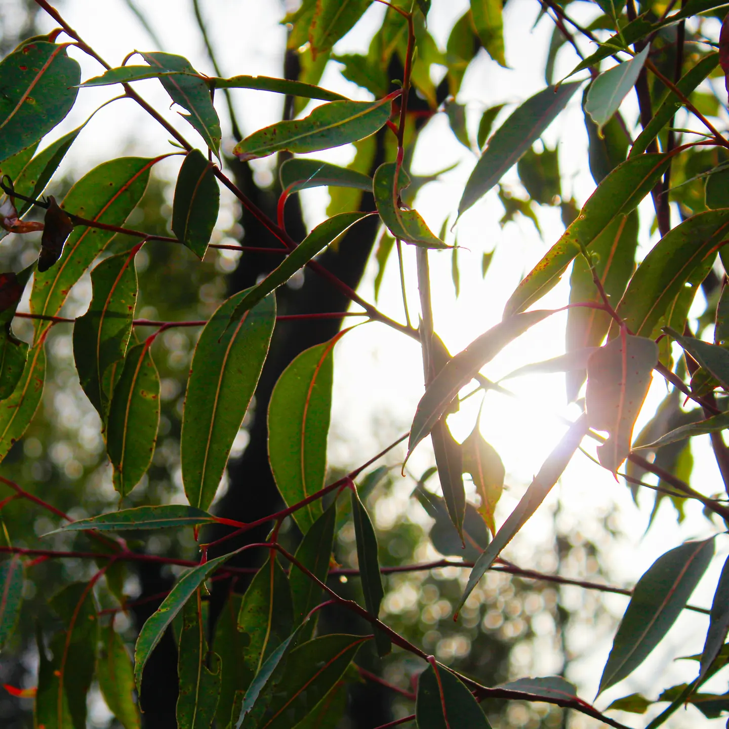 Gum leaves backlit by low golden sun