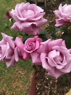 Lilac and pink roses in a garden bed