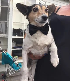 A wide-eyed little dog in a black bow tie at a wedding